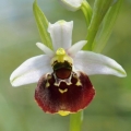 Tořič čmelákovitý (Ophrys holoserica)