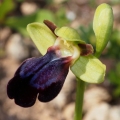 Tořič duhový pravý (Ophrys iricolor...