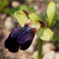 Tořič duhový pravý (Ophrys iricolor...