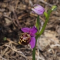 Tořič Heldreichův kalypso (Ophrys...