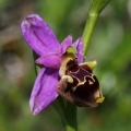 Tořič Heldreichův kalypso (Ophrys...