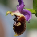 Tořič Heldreichův maličký (Ophrys...