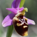 Tořič Heldreichův maličký (Ophrys...