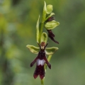 Tořič hmyzonosný (Ophrys insectifera)