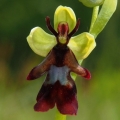 Tořič hmyzonosný (Ophrys insectifera)