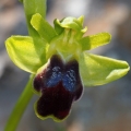 Tořič hnědý malokvětý (Ophrys fusca...