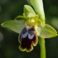 Tořič hnědý malokvětý (Ophrys fusca...