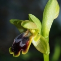Tořič hnědý malokvětý (Ophrys fusca...