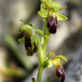 Tořič hnědý (Ophrys fusca subsp. lucana)