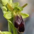 Tořič hnědý (Ophrys fusca subsp. lucana)