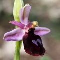 Tořič koňská podkova pravý (Ophrys...
