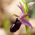 Tořič koňská podkova pravý (Ophrys...