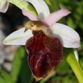 Tořič koňská podkova rhodský (Ophrys...