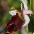 Tořič koňská podkova rhodský (Ophrys...