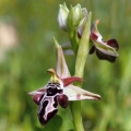 Tořič krétský karpathoský (Ophrys...