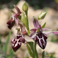 Tořič krétský karpathoský (Ophrys...