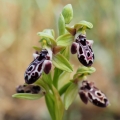 Tořič kyperský (Ophrys kotschyi)