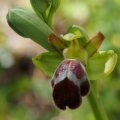 Tořič omega královský (Ophrys omegaifera...