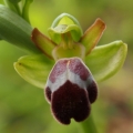 Tořič omega královský (Ophrys omegaifera...