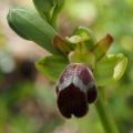 Tořič omega královský (Ophrys omegaifera...