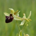 Tořič pavoukonosný (Ophrys sphegodes)