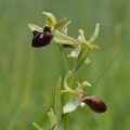 Tořič pavoukonosný (Ophrys sphegodes)