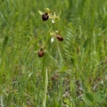 Tořič pavoukonosný (Ophrys sphegodes)