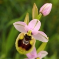 Tořič pilatkonosný (Ophrys...