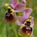 Tořič pilatkonosný (Ophrys...