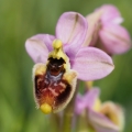 Tořič pilatkonosný (Ophrys...