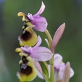 Tořič pilatkonosný (Ophrys...