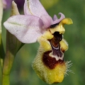 Tořič pilatkonosný (Ophrys...