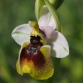 Tořič pilatkonosný (Ophrys...