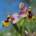 Tořič pilatkonosný (Ophrys...