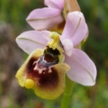 Tořič pilatkonosný (Ophrys...