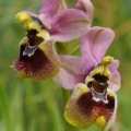 Tořič pilatkonosný (Ophrys...