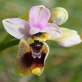 Tořič pilatkonosný (Ophrys...