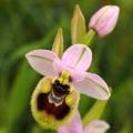 Tořič pilatkonosný (Ophrys...