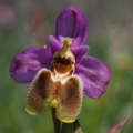 Tořič pilatkonosný (Ophrys...