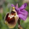 Tořič pilatkonosný (Ophrys...