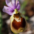 Tořič pilatkonosný (Ophrys...