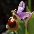 Tořič pilatkonosný (Ophrys...