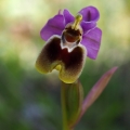 Tořič pilatkonosný (Ophrys...