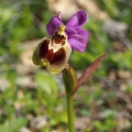 Tořič pilatkonosný (Ophrys...
