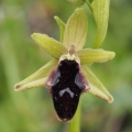 Tořič podhorský (Ophrys promontorii)