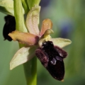 Tořič podhorský (Ophrys promontorii)