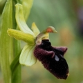 Tořič podhorský (Ophrys promontorii)