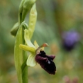 Tořič podhorský (Ophrys promontorii)