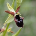 Tořič podhorský (Ophrys promontorii)