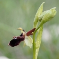 Tořič podhorský (Ophrys promontorii)